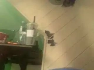 Jessiebayyyy  live sex cam