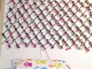Naughtyebonyy  live sex cam