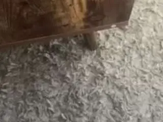 Sweetlysinful54  live sex cam