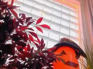 Sassyt33n  live sex cam