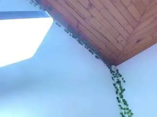 Edabonne  live sex cam