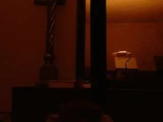 Noranoir  live sex cam