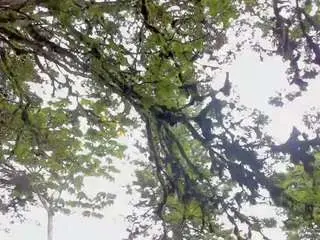 Angiehuston  live sex cam