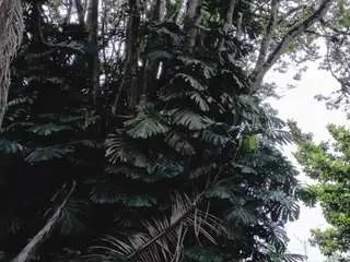 Angiehuston  live sex cam