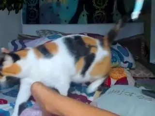 Chaneel  live sex cam