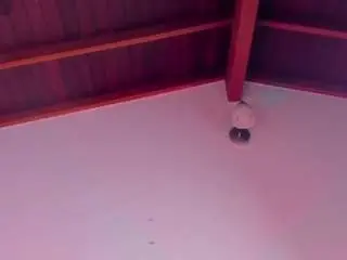 Samy-guerraa  live sex cam