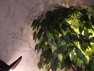 Millyquijano  live sex cam
