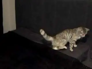 Glennistoll  live sex cam