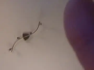 Curvyrosie13  live sex cam