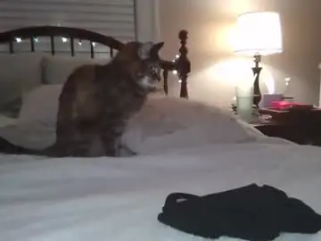 Tattedsweets01  live sex cam