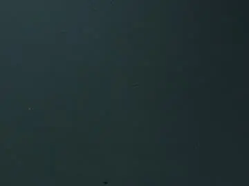 Foxy_merlina  live sex cam