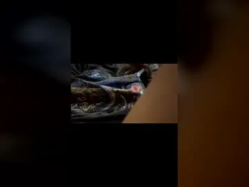 Sexy_glydel  live sex cam