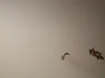 Kelcsagegrass  live sex cam