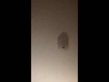 Sqrtqnnn  live sex cam