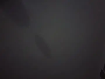 Brockdemers1  live sex cam