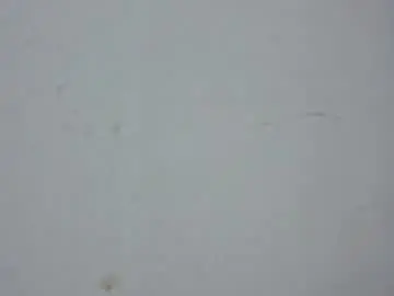 Tabatamonroe  live sex cam