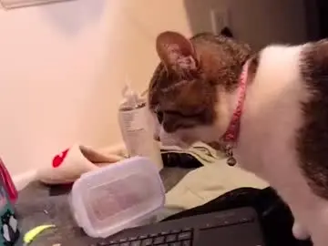 Ten_tickle_pixie  live sex cam