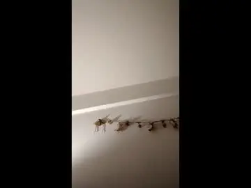 Soycloeencantada  live sex cam
