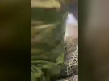 Egyptianwife  live sex cam