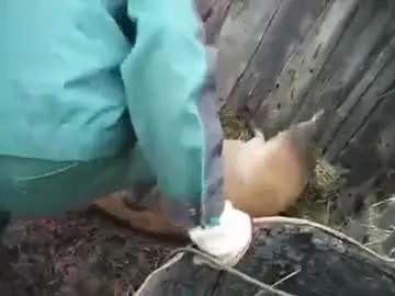 Sakuram1  live sex cam