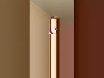 Polifrapolly  live sex cam