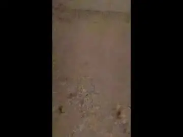 Anniebunni  live sex cam