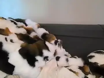 Alliebearx  live sex cam