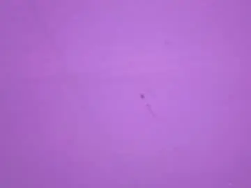Veronicaryan  live sex cam