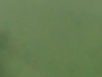 _lilies_gigi_  live sex cam