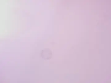 Samirosse  live sex cam