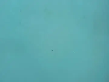 Serenavelvet  live sex cam