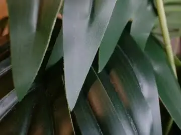 Imcarrieberry  live sex cam