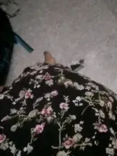 Shygurl_Tamil  live sex cam