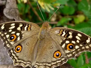 TestCam99  live sex cam