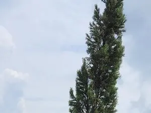 LiaKoss  live sex cam