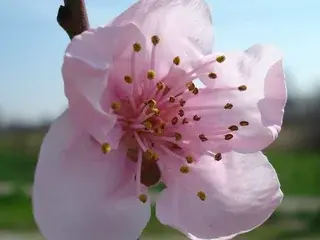 Sognox  live sex cam