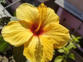 IndianBhabhiJi  live sex cam