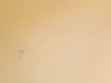 HannaBleish  live sex cam
