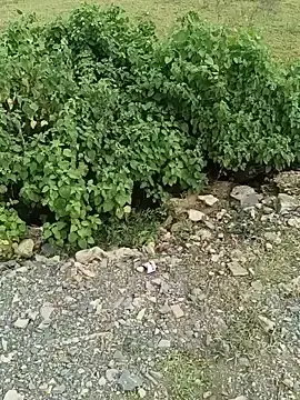 Nisha-Rani1964  live sex cam
