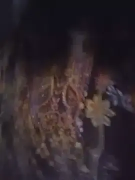 Mimotv5  live sex cam