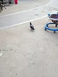 Anu_tiny  live sex cam