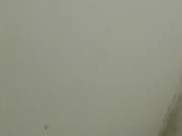 Raycatt1  live sex cam