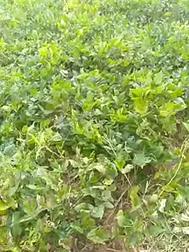 Newhotpari  live sex cam