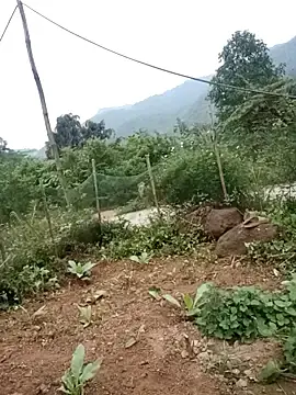 Beauty-girl-  live sex cam