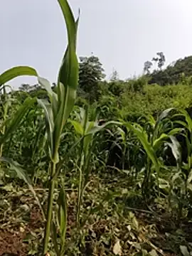 Orio_9x  live sex cam