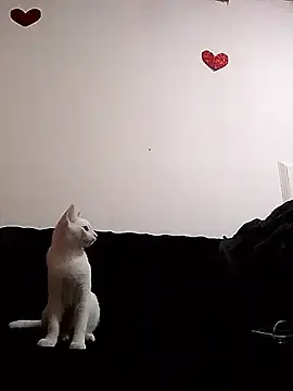 Lorelove13  live sex cam