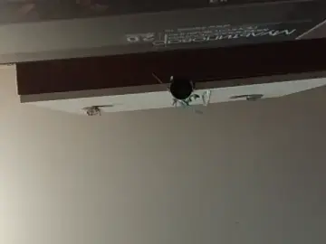 IronicBuckle  live sex cam