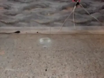 SHINYY_STAR_  live sex cam