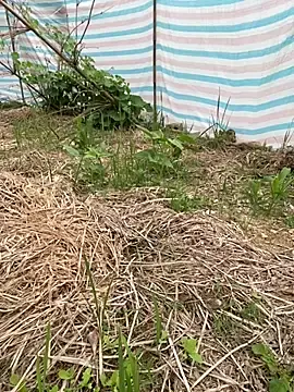 Hong-hoa  live sex cam