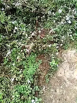 Seacyre  live sex cam